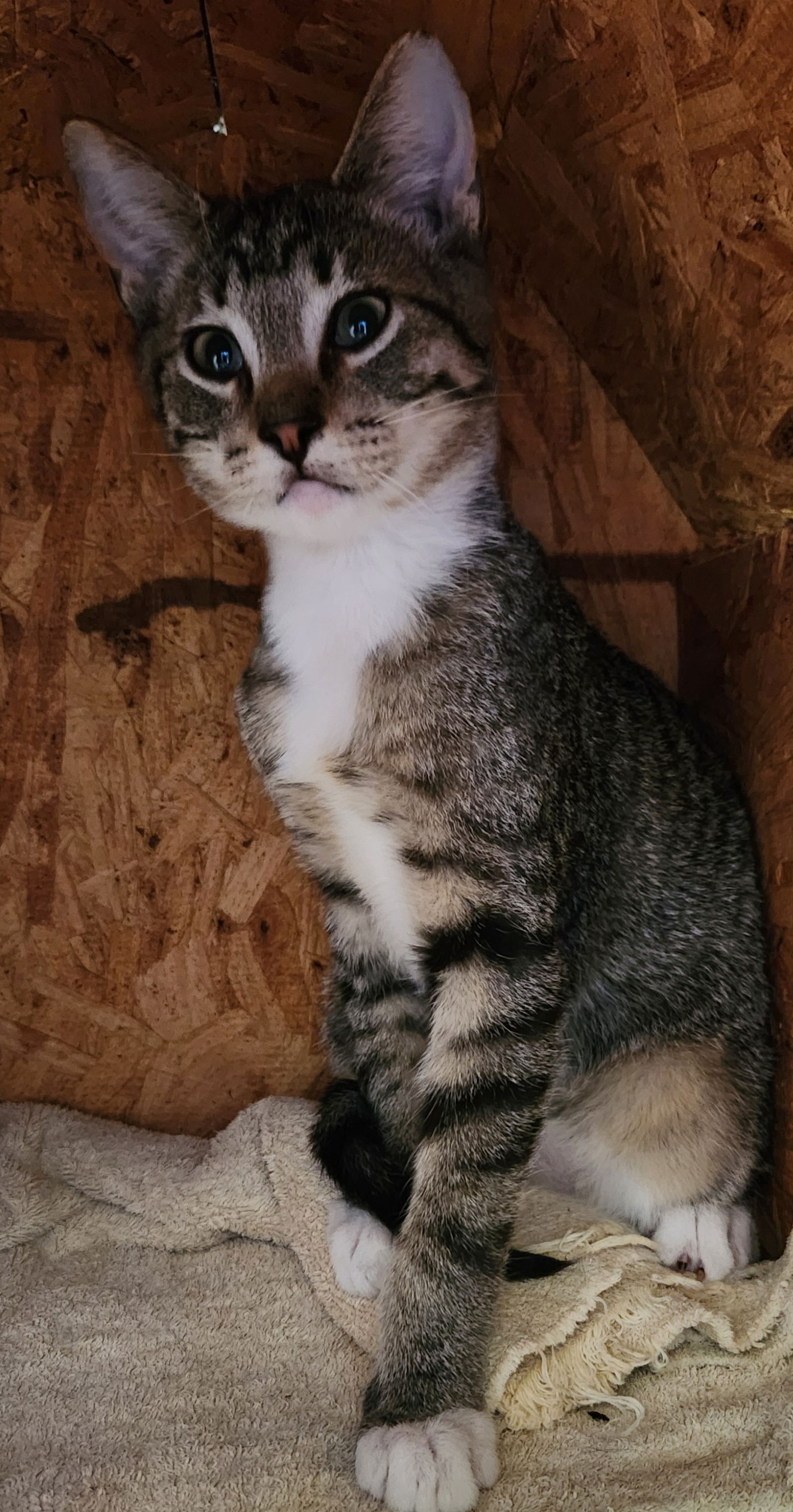 adoptable Cat in Clinton, OK named Bryce