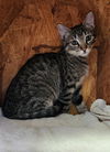 adoptable Cat in linton, IN named McKinley