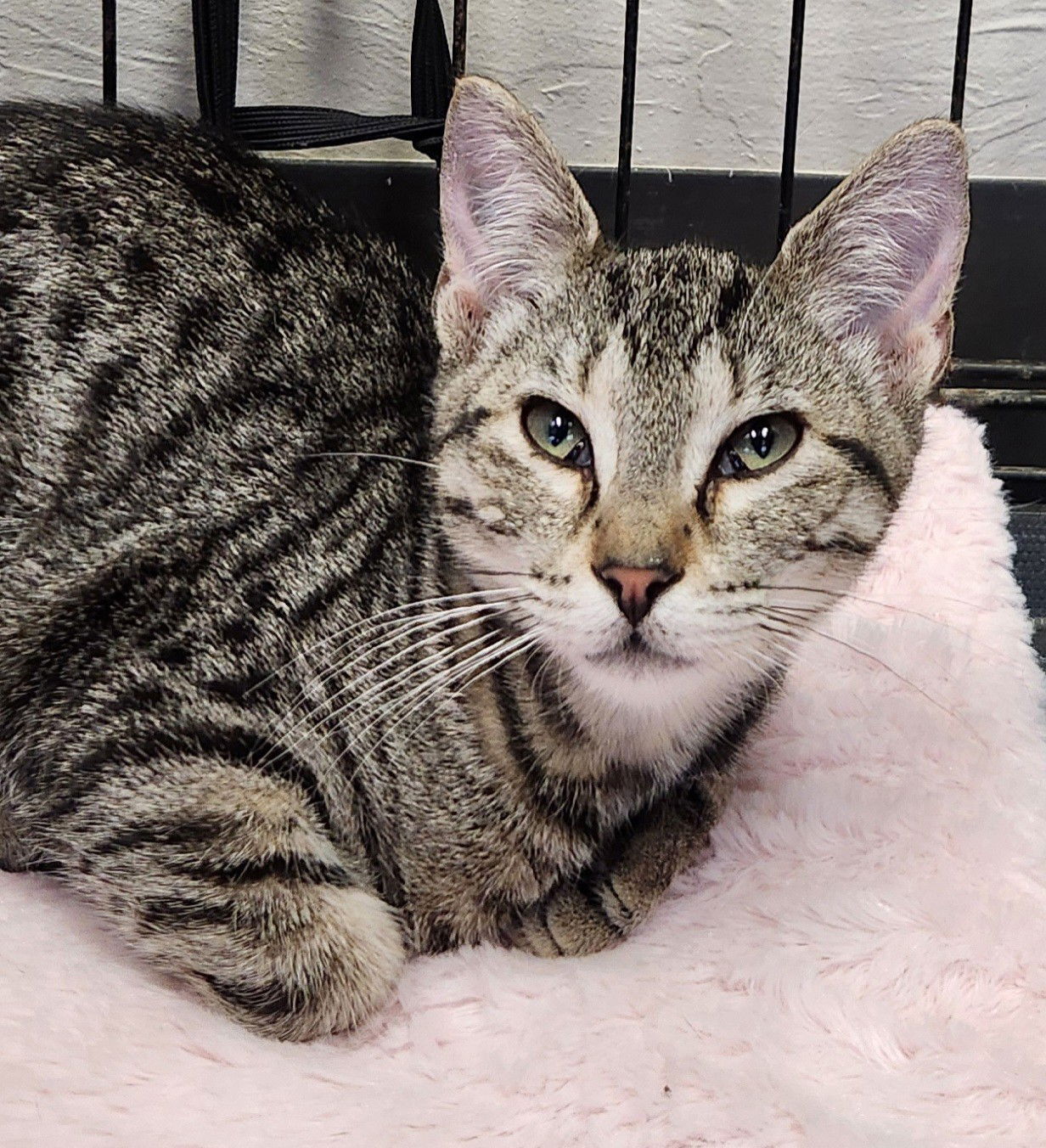 adoptable Cat in Clinton, OK named Denali