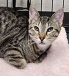 adoptable Cat in linton, IN named Denali