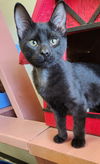 adoptable Cat in ,  named Dino
