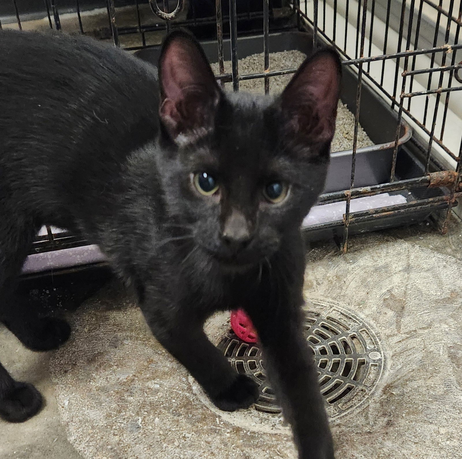 adoptable Cat in Clinton, OK named Chip
