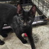 adoptable Cat in ,  named Chip