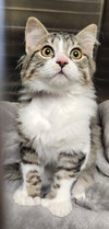 Gus