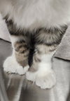 Gus