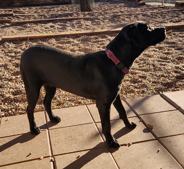 Matilda