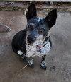 Trixie