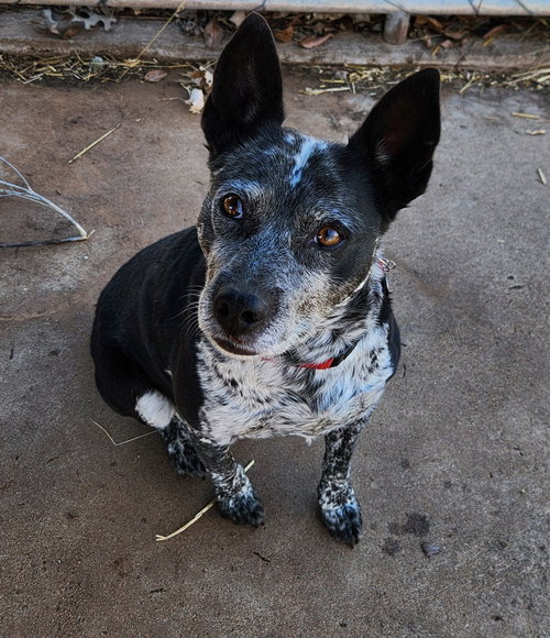TRIXIE - Australian Cattle Dog/Blue Heeler available for adoption