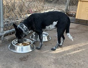 TRIXIE - Australian Cattle Dog/Blue Heeler available for adoption