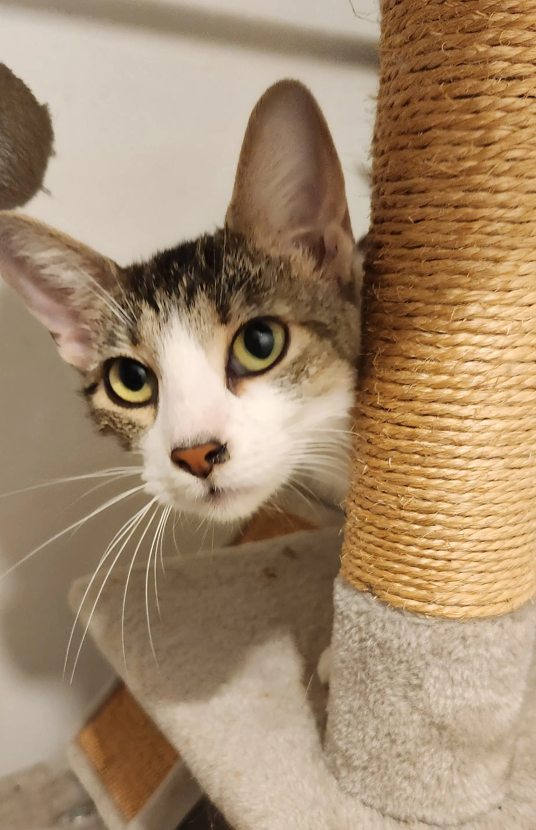 Moana - Domestic Short Hair