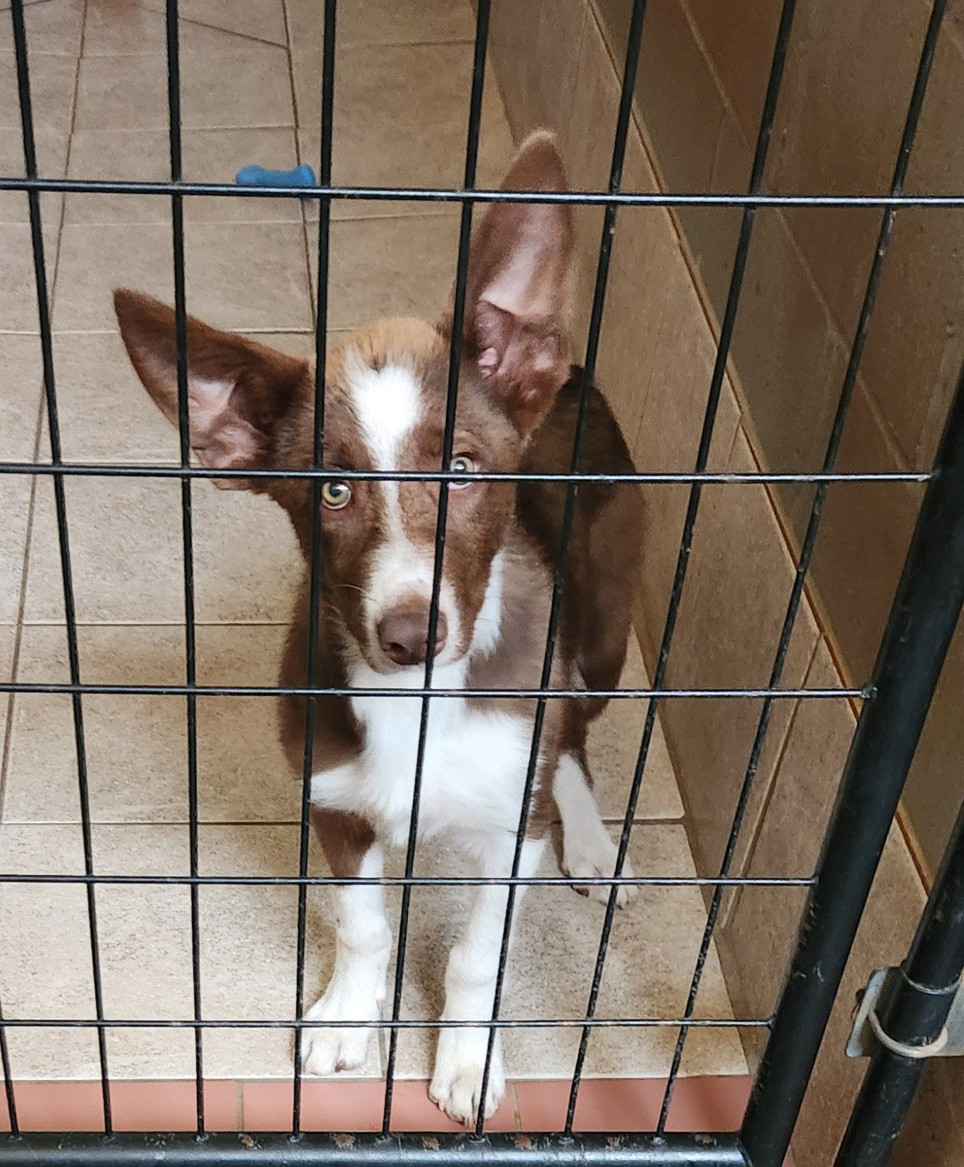 Scout, photo 2