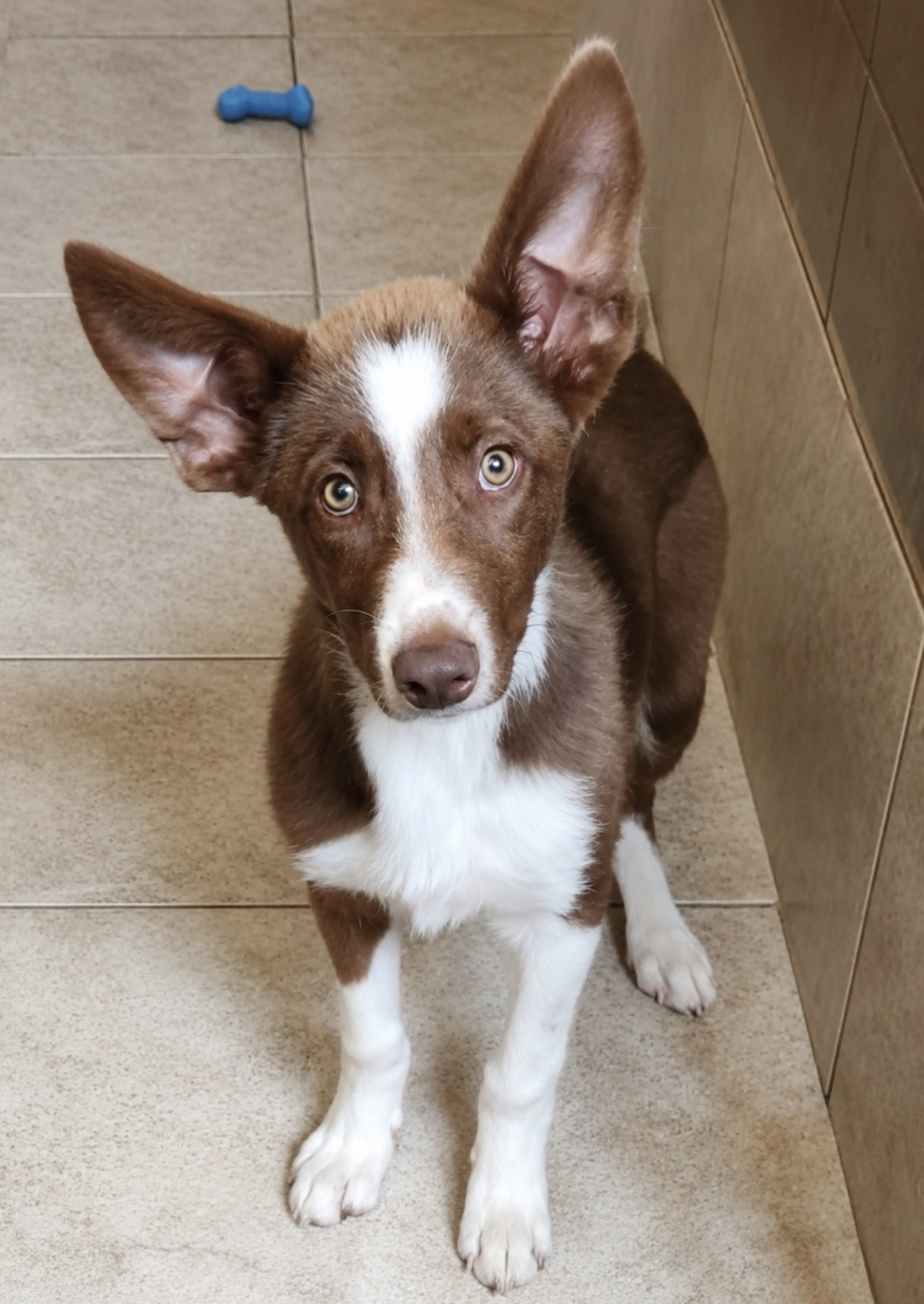 Scout, Border Collie