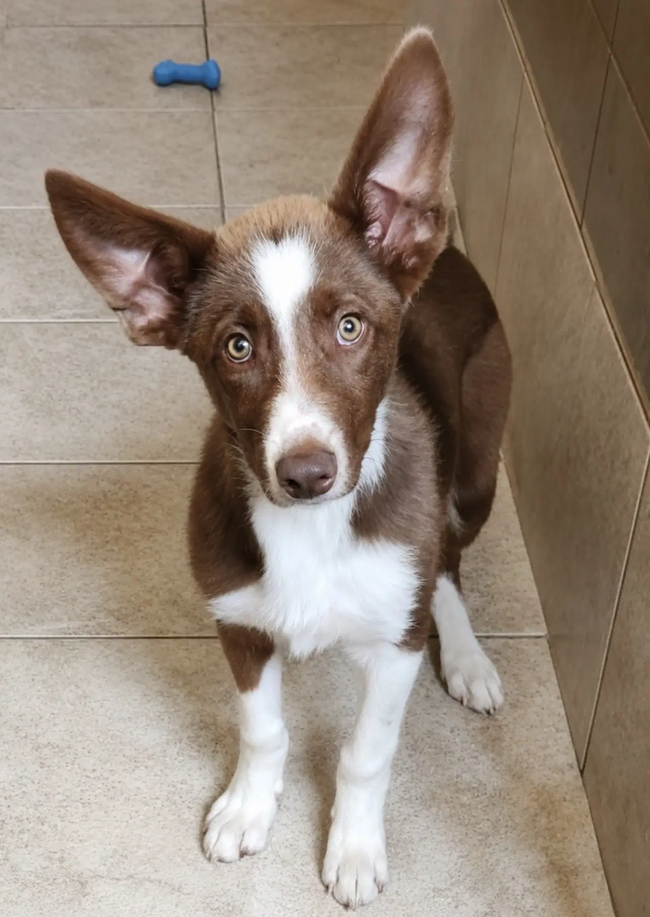 Scout image 1