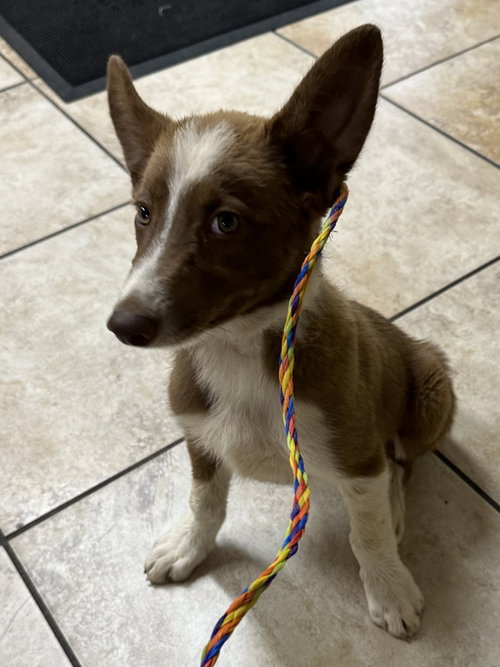 Photo 3 of Scout