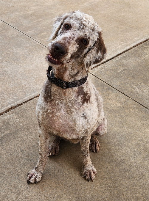 Journey, a dog for adoption from Friends For Life Animal Society