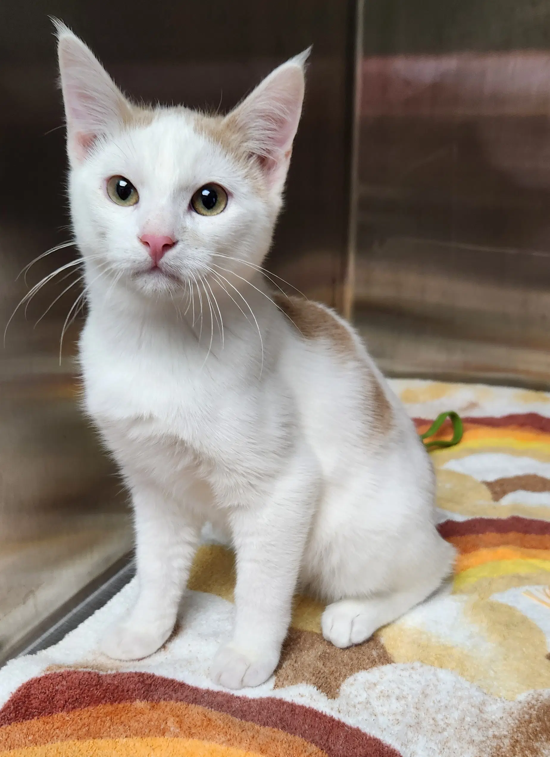 Franklin - American Shorthair