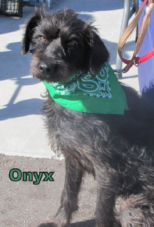 Onyx dog 2010