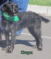 Onyx dog 2010