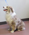 Rosie Aussie