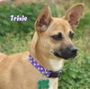 Trixie 2011