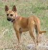 Trixie 2011