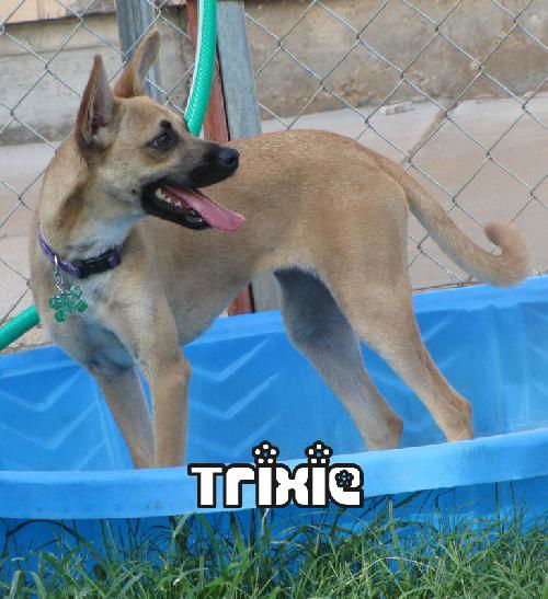 Trixie 2011