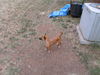 Cinnamon