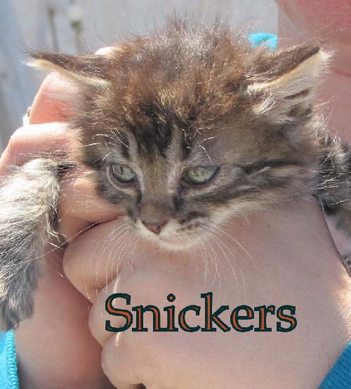 Snickers 2011