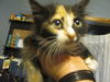 Gidget