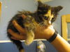 Gidget