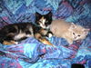 Gidget
