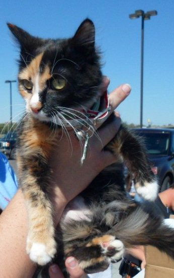 Gidget
