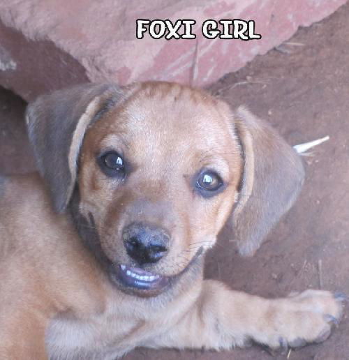 Foxi Girl