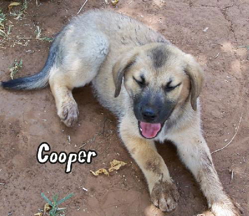 Cooper