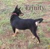 Trinity