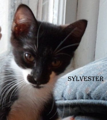 Sylvester