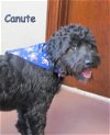 Canute