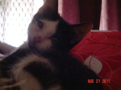 Tux