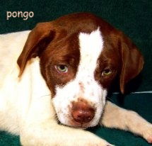 PONGO