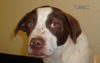 PONGO