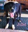 Juliet