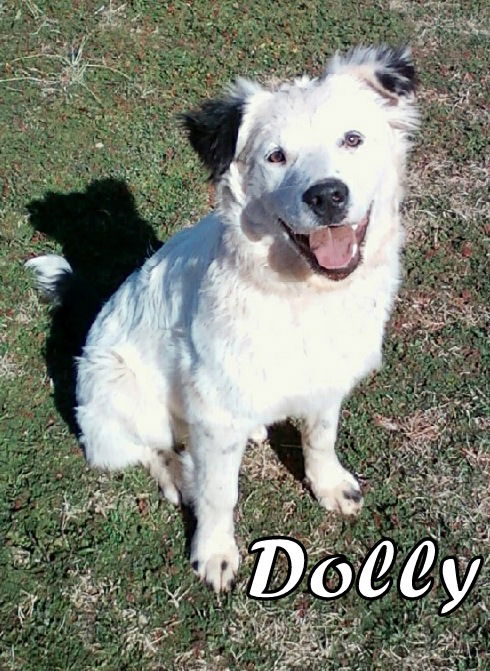 Dolly