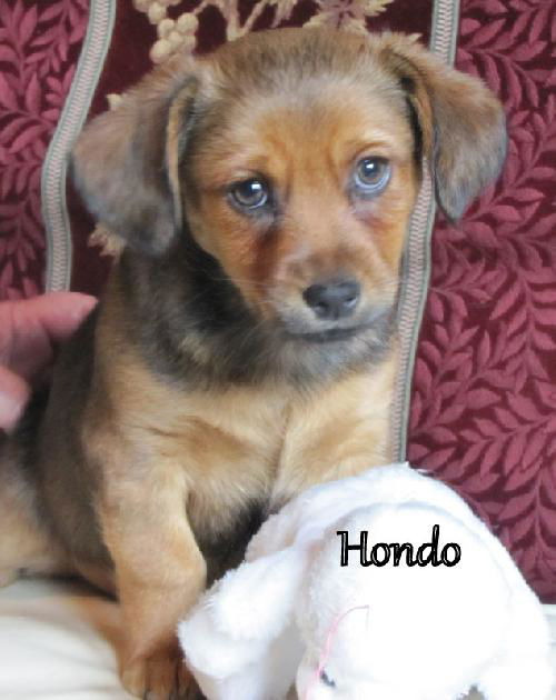 Hondo