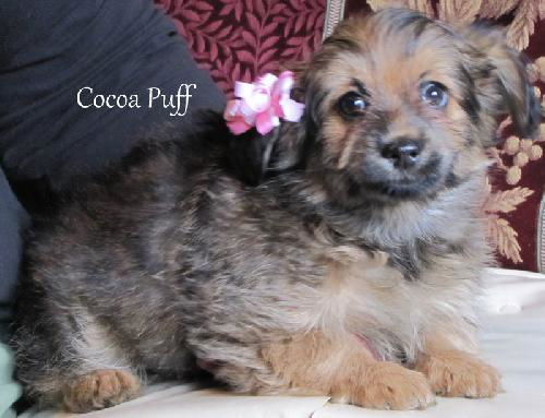 Cocoa Puff