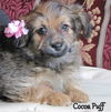 Cocoa Puff