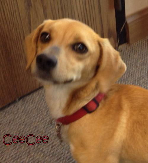 CeeCee