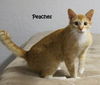 Peaches cat 2012