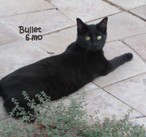 Bullet