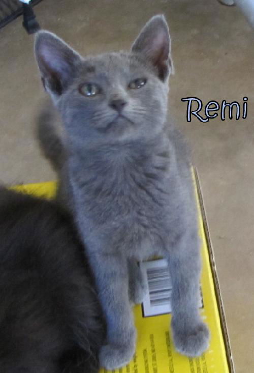 Remi