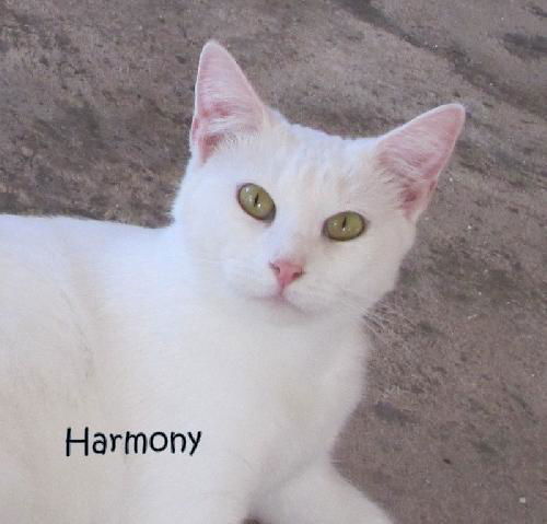 Harmony